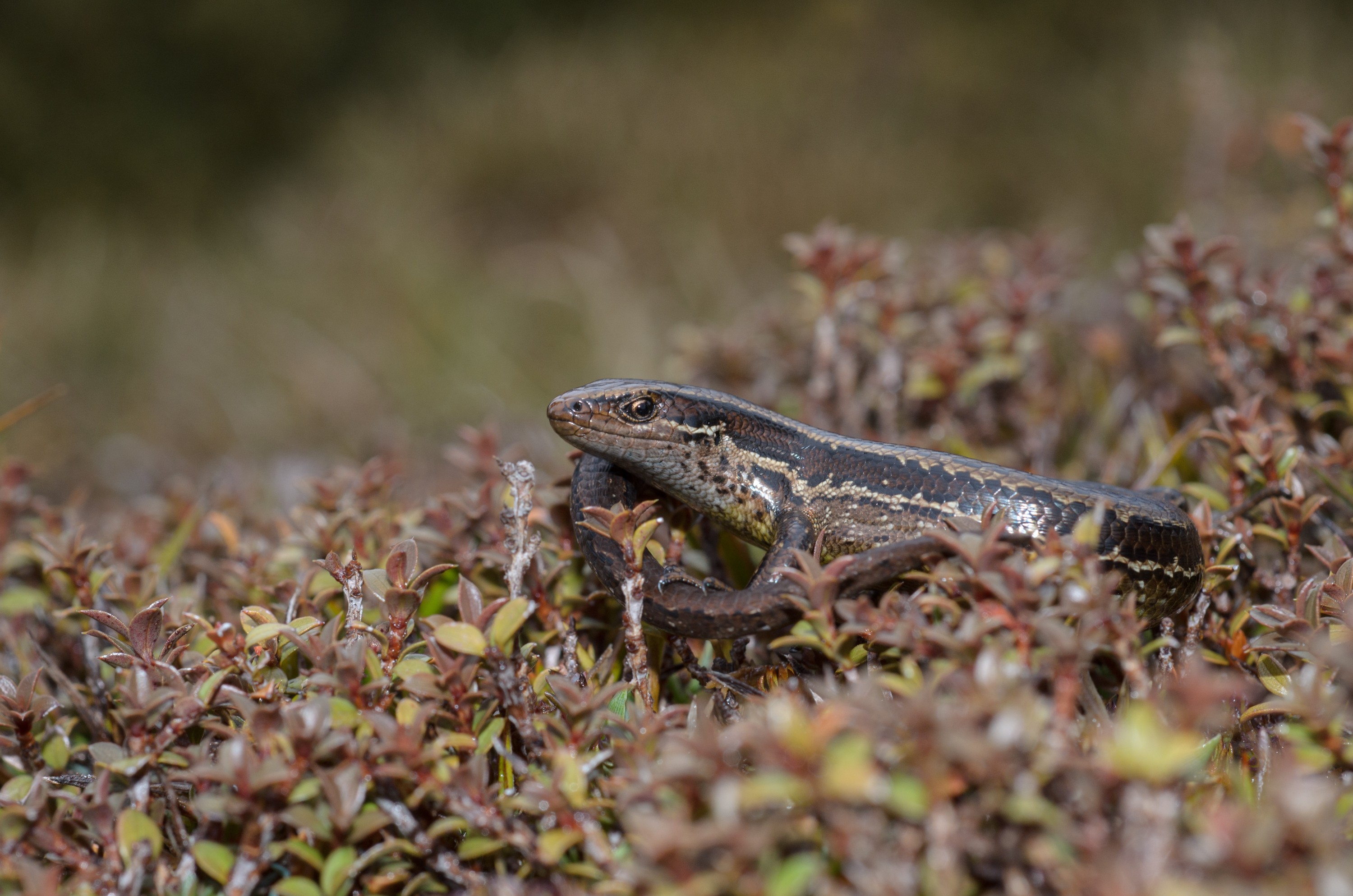 DSC_3059 – Adventure, Crispin, Island, March 2017, National Park, New, New Zealand, Oligosoma notosaurus, Rakiura, South, Stewart, Zealand, southern skink